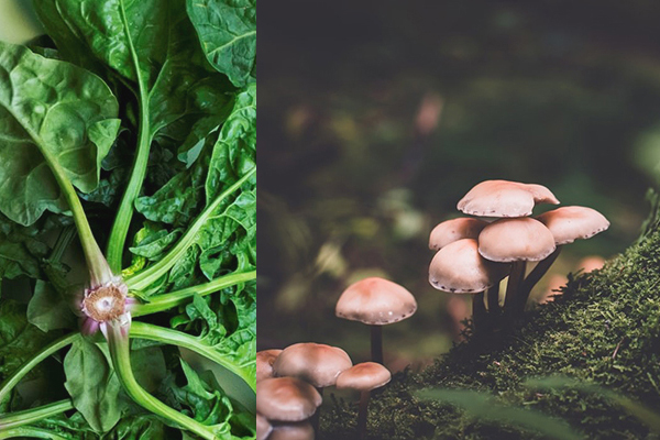 Immunity-Boosting Foods